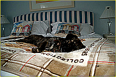 Cornwall Tourism Magazine - Doggy holidays in Cornwall - Polurrian Bay Hotel - Copyright - Ed Stone Web Design